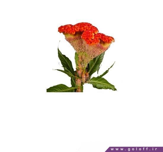 خرید اینترنتی گل تاج خروس اکسترم - Amaranth Flower | گل آف